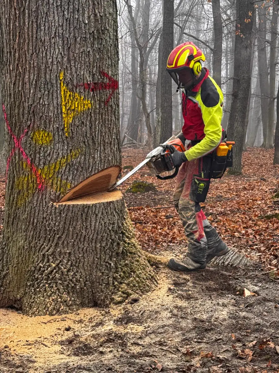 Treebrothers Baumpflege auf Instagram