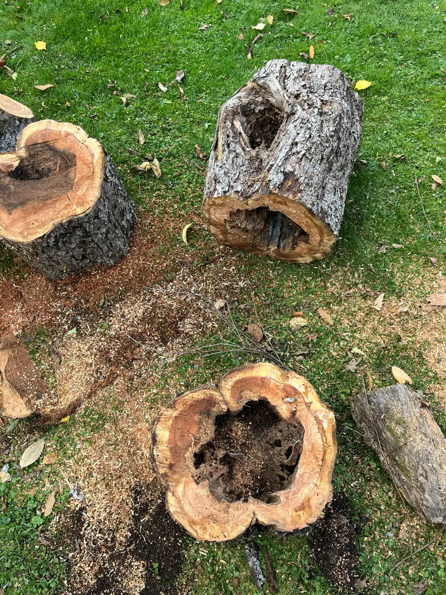 Treebrothers Baumpflege auf Instagram